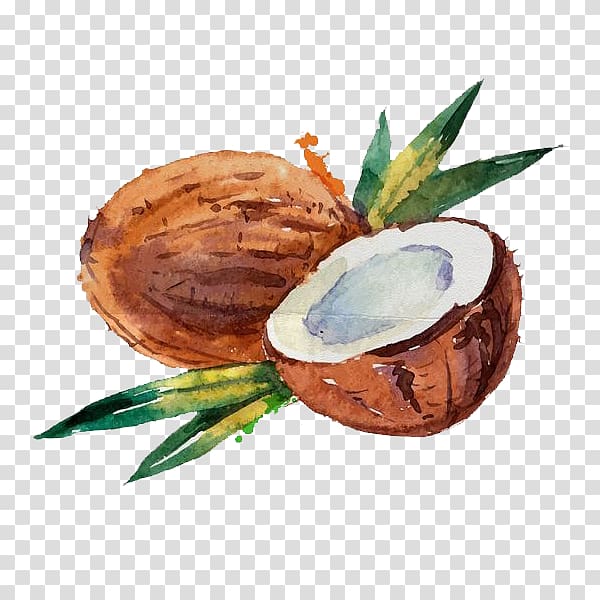 coconut illustration, Coconut water Coconut milk Watercolor painting, Hand-painted coconut transparent background PNG clipart