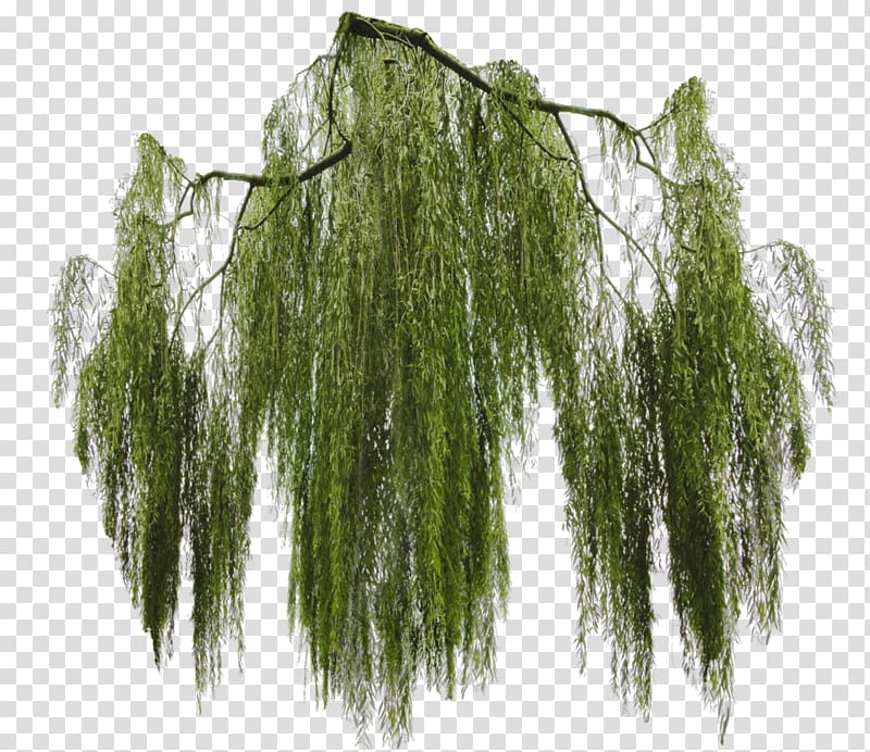 green leafed illustration, Weeping willow Tree Branch Giant sequoia, ivy transparent background PNG clipart