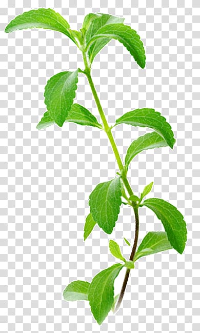 Stevia Candyleaf Sugar substitute Plant Chlorophyll, organic plant transparent background PNG clipart