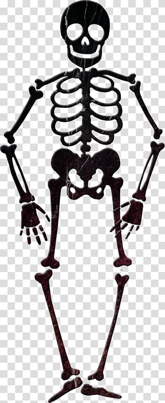 Skeleton , Akimbo\'s skeleton transparent background PNG clipart