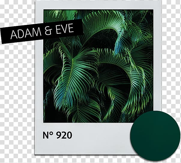 Leaf Alessandro Striplac Nail Polish Green Fototapeta, adam eve transparent background PNG clipart