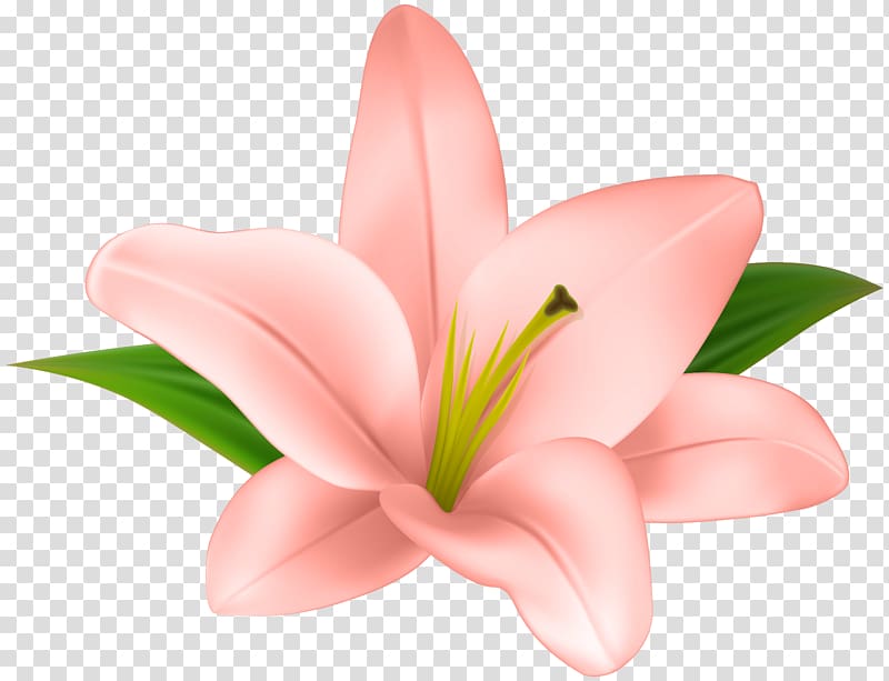 Lilium , Lilly Flower transparent background PNG clipart