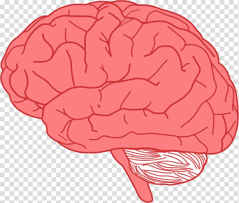 Brain , anatomy transparent background PNG clipart | HiClipart