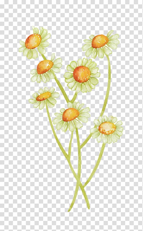 Common daisy Common sunflower Watercolor painting, Hand-painted sunflower transparent background PNG clipart