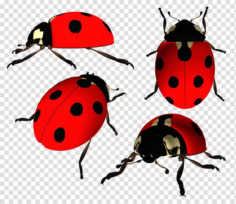 Ladybird Beetle , Ladybug transparent background PNG clipart