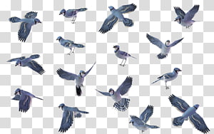 Blue Jay - Realistic Blue Jay Drawings Transparent PNG - 1017x786 - Free  Download on NicePNG