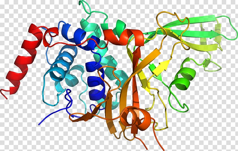 Tropomyosin receptor kinase B Neurotrophin Neurotrophic factors Trk receptor Tropomyosin receptor kinase A, others transparent background PNG clipart