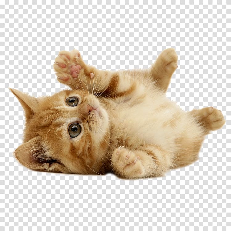 orange tabby kitten lying, Kitten Puppy Cat Dog Cuteness, Cat transparent background PNG clipart