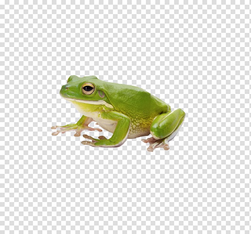 green frog, Microscope Euclidean , microscope transparent background PNG clipart