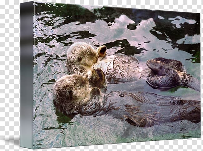 Sea otter Marine mammal Canvas print Paper, Sea Otter transparent background PNG clipart