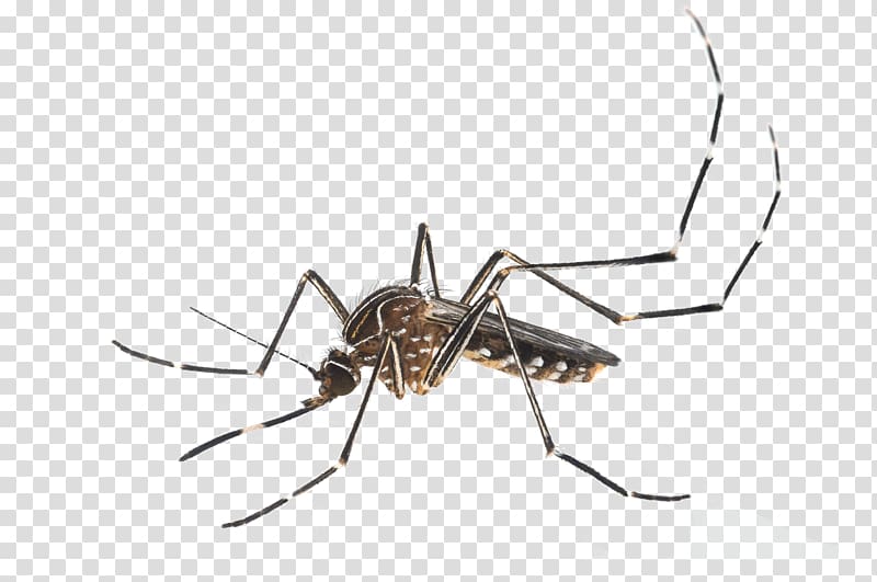 Insect Yellow fever mosquito Aedes albopictus , insect transparent background PNG clipart