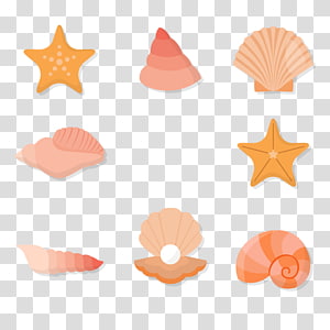 Two white seashells with starfish illustration, Seashell Starfish ...