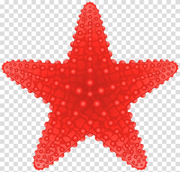 Starfish transparent background PNG clipart