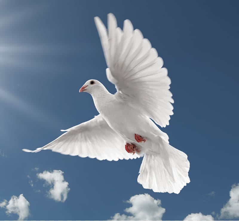 Peace Dove Background