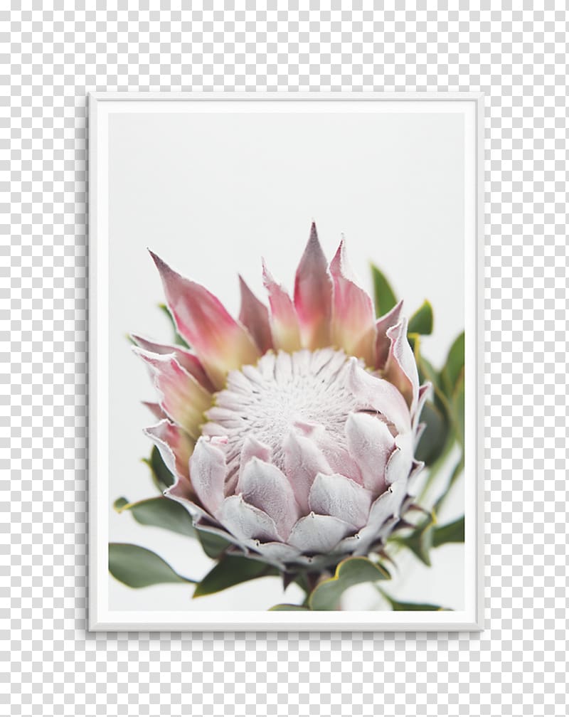 King protea Bookcase Shelf Art Window, window transparent background PNG clipart