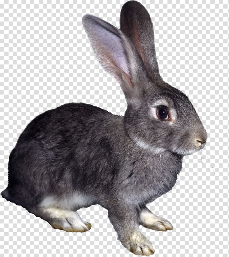 Hare Rabbit Myxomatosis , rabbit transparent background PNG clipart