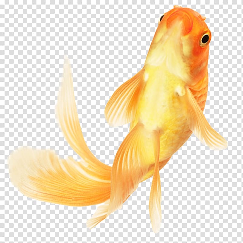 gold fish, Chinese Goldfish Ornamental fish, Goldfish ornamental fish material transparent background PNG clipart