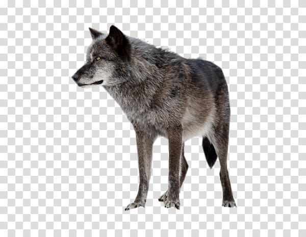 Alaskan tundra wolf Horse, Fire wolf transparent background PNG clipart