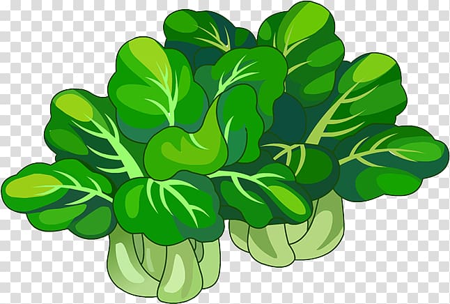 Chinese cabbage Leaf vegetable Napa cabbage, Chinese cabbage transparent background PNG clipart