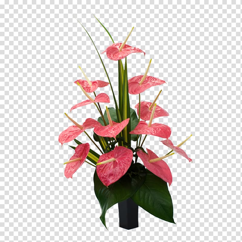 Laceleaf Cut flowers Carnation Bird of paradise flower, tropical flower transparent background PNG clipart