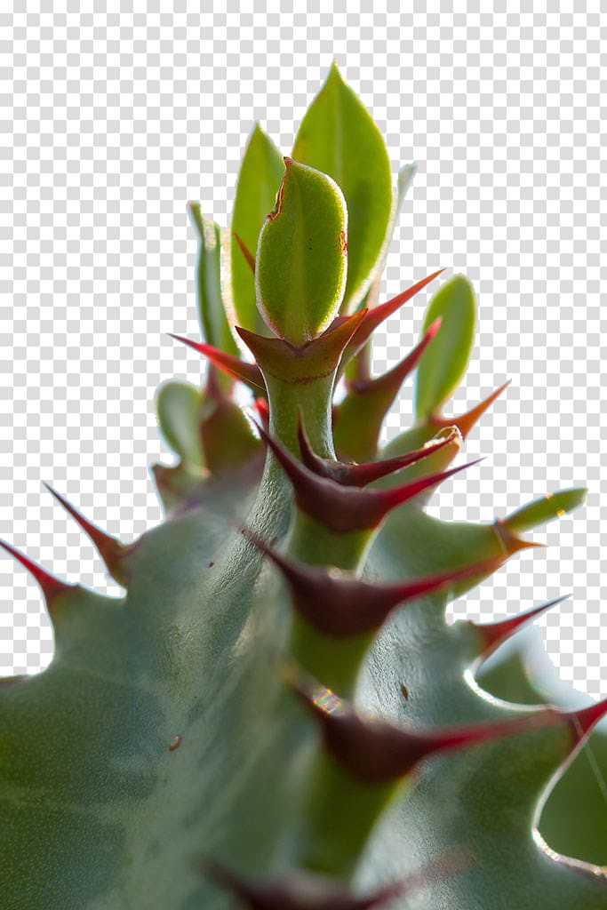 , Cactus Closeup transparent background PNG clipart