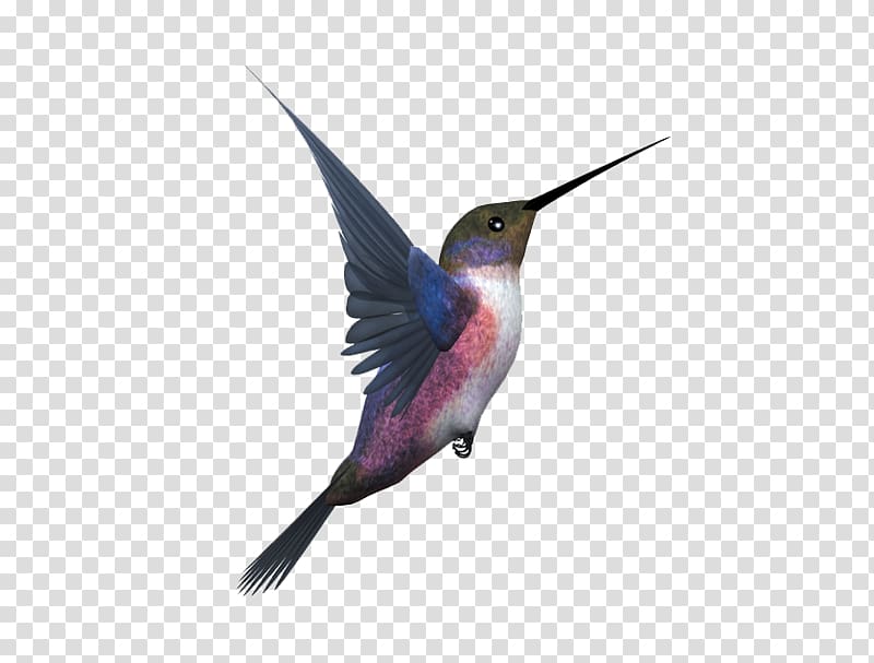 gray and black hummingbird illustration, Hummingbird Flight Eurasian Magpie, Flying bird transparent background PNG clipart
