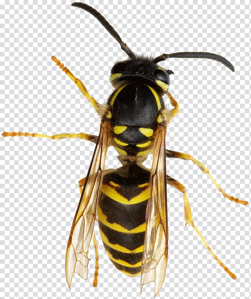 Hornet Bee True wasps Nest, bee transparent background PNG clipart