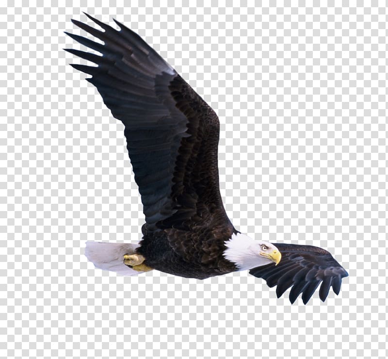 black and white bald eagle illustration, Bird Bald Eagle, Flying eagle transparent background PNG clipart