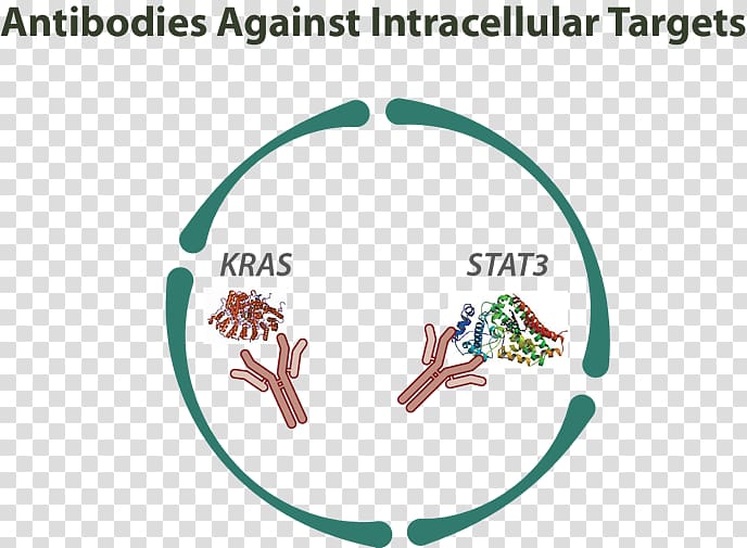 Monoclonal antibody therapy Humanized antibody Intracellular, Monoclonal Antibody Therapy transparent background PNG clipart