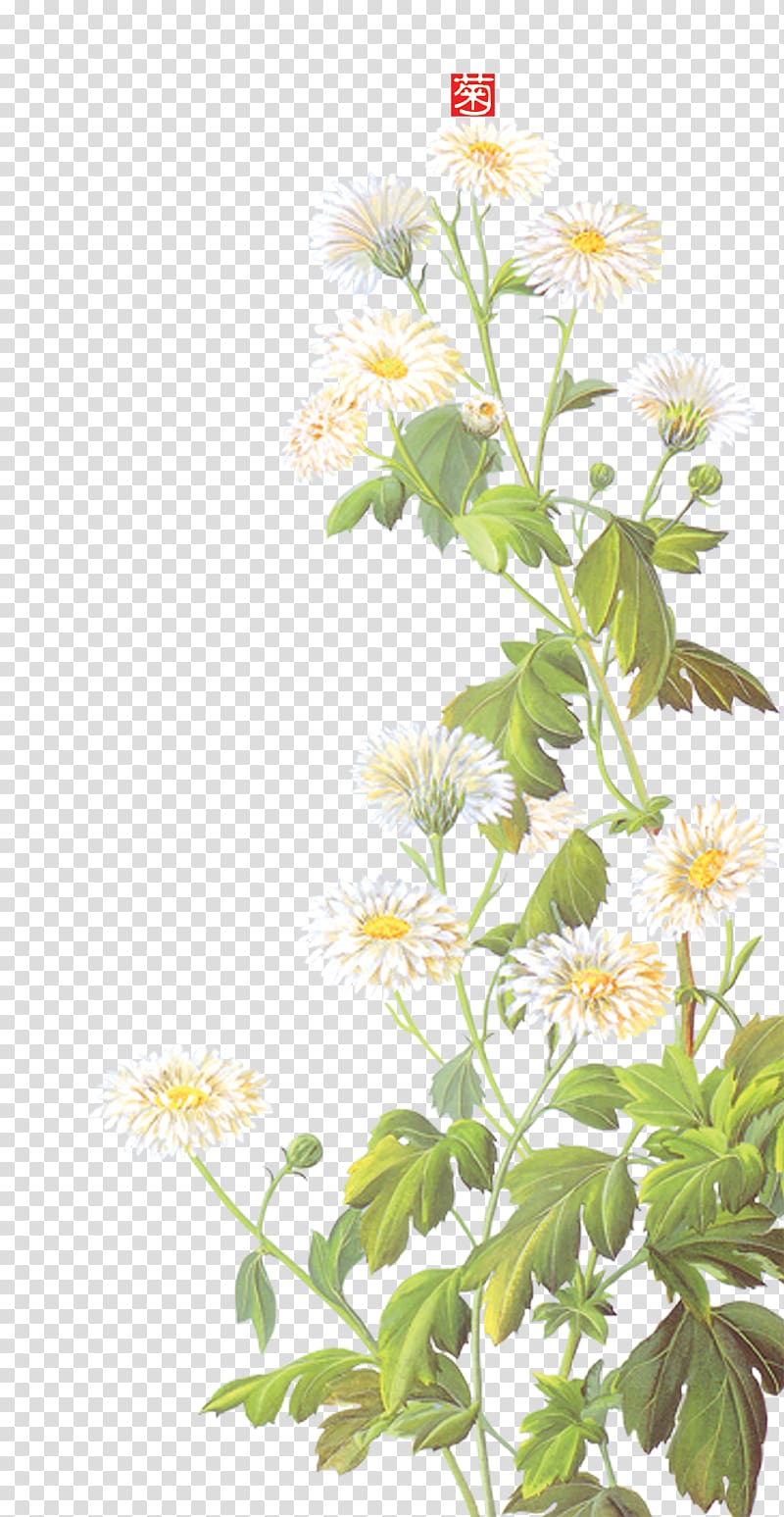 white petaled flower, Daisy background material transparent background PNG clipart