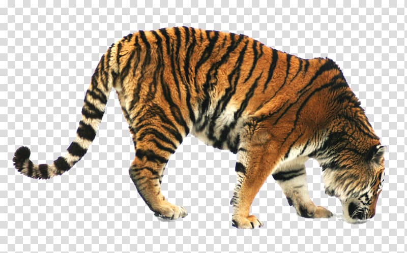 Siberian Tiger Bengal tiger Cat Foraging Domestic pig, Foraging tiger transparent background PNG clipart