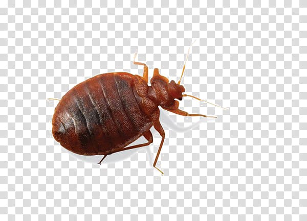 Bed bug transparent background PNG clipart