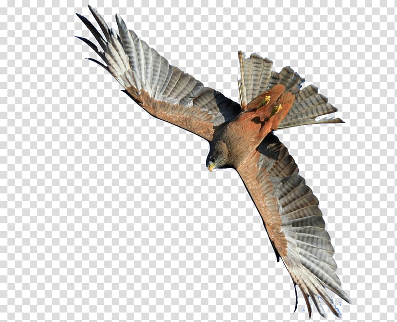 South Africa, South Africa Yellow-billed eagle transparent background PNG clipart
