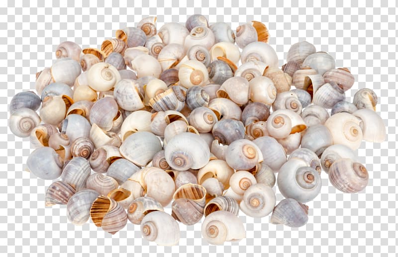 Pila globosa Seashell Gastropod shell Gastropods, seashell transparent background PNG clipart
