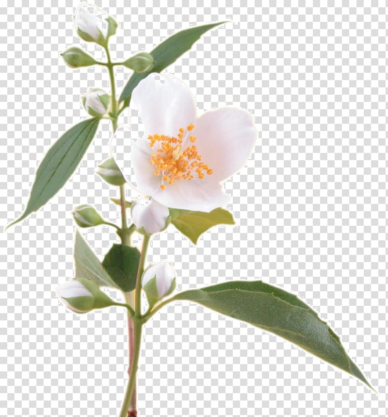 Fragrance oil Flower Arabian jasmine Soap, jasmine transparent background PNG clipart
