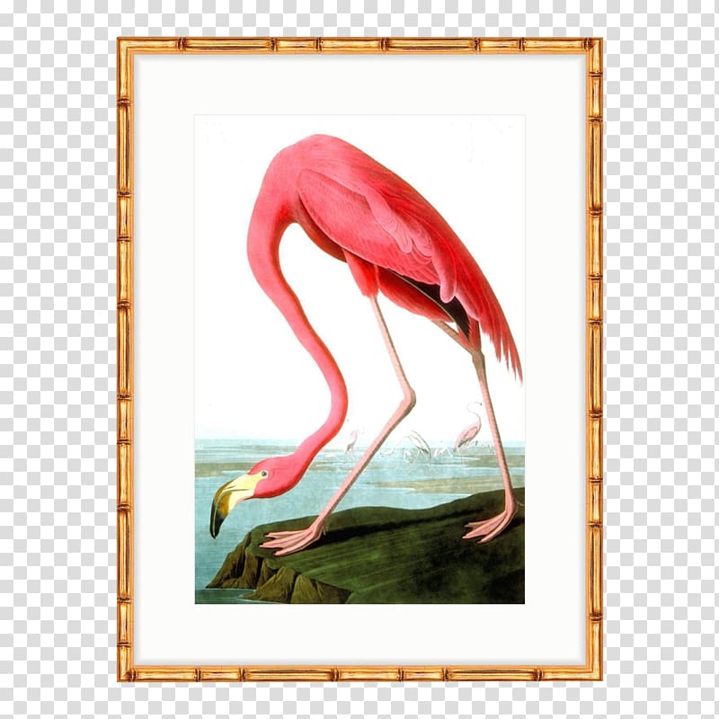 The Birds of America American flamingo National Audubon Society, flamingo transparent background PNG clipart