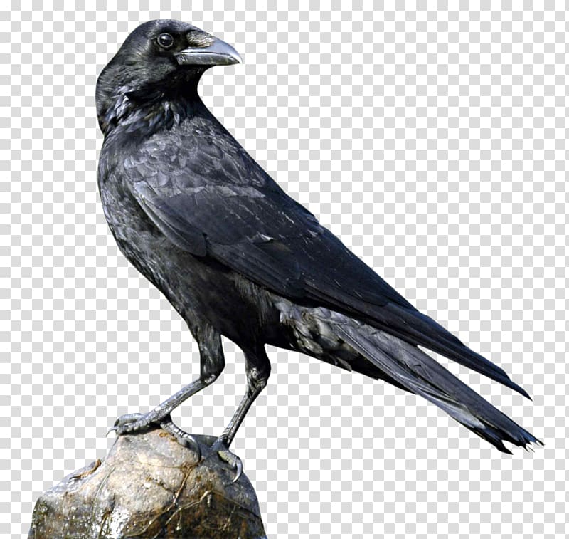 raven on top brown tree branch, Crows u015aru0101ddha, Crow transparent background PNG clipart
