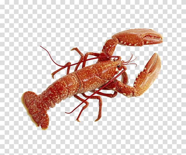 American lobster , Red Lobster transparent background PNG clipart