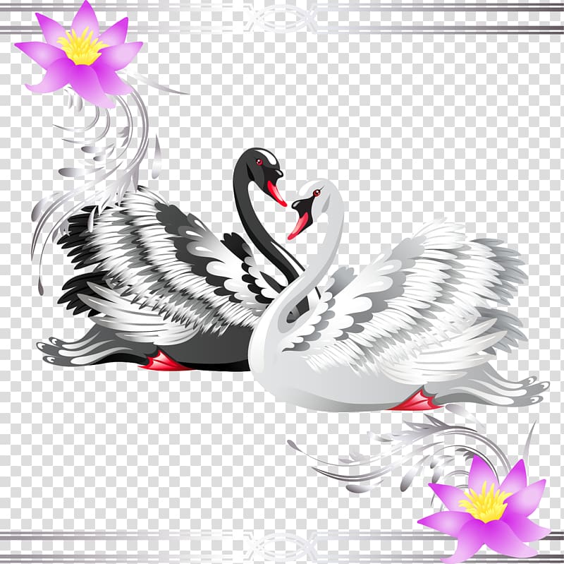 Black swan , Swan transparent background PNG clipart