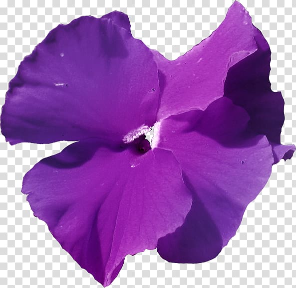 Mallows Violet Herbaceous plant Family, violet transparent background PNG clipart