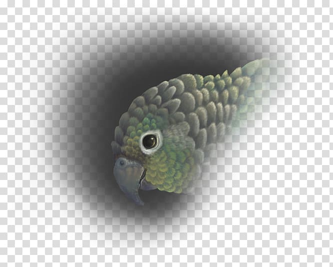 Conure Green-cheeked parakeet Parrot Art Drawing, parrot transparent background PNG clipart