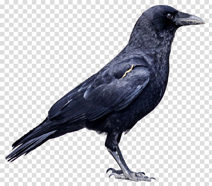 black crow illustration, Crows Deer, Black Crow transparent background PNG clipart