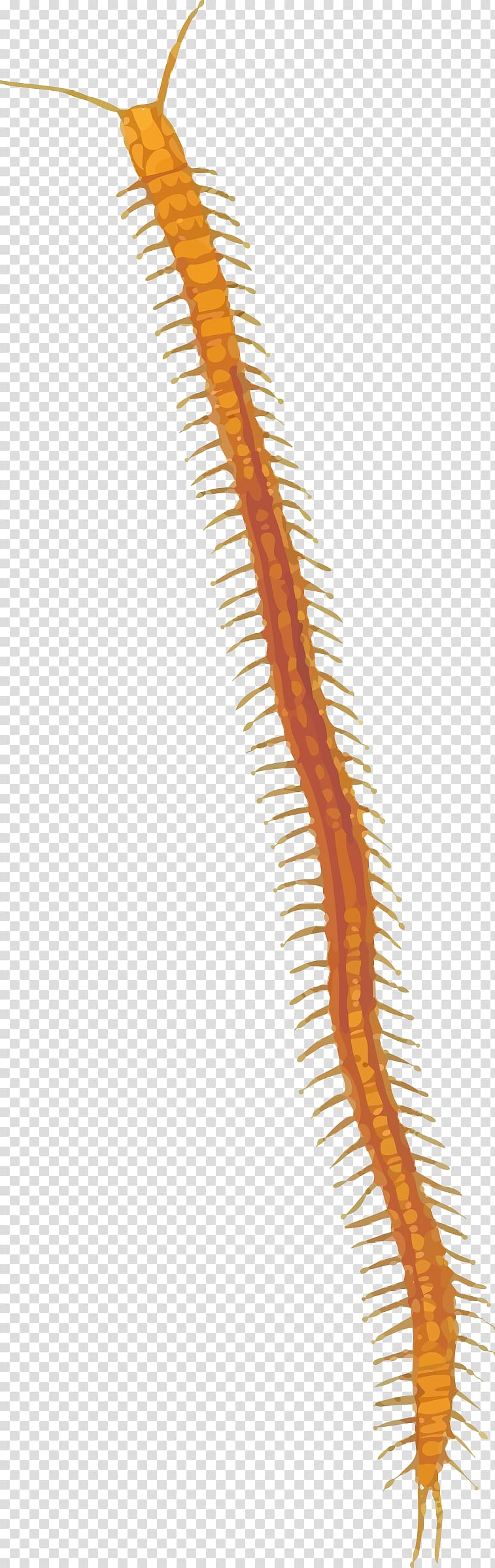 Centipedes , others transparent background PNG clipart