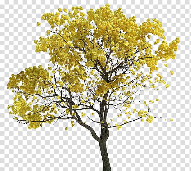 Tree Tabebuia chrysantha Lossless compression, tree transparent background PNG clipart