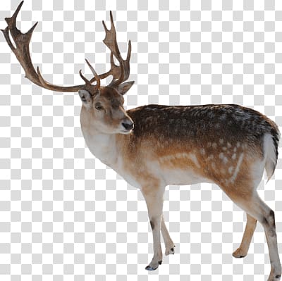 brown and white deer art, Reindeer Looking transparent background PNG clipart
