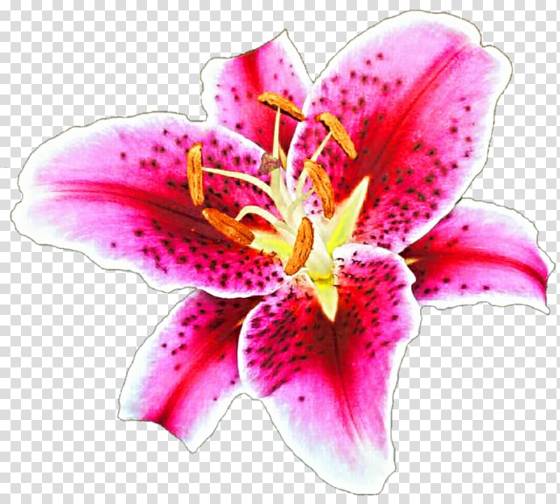 Tiger lily Lilium \'Stargazer\' Drawing Desktop , Stargazer Lilly transparent background PNG clipart