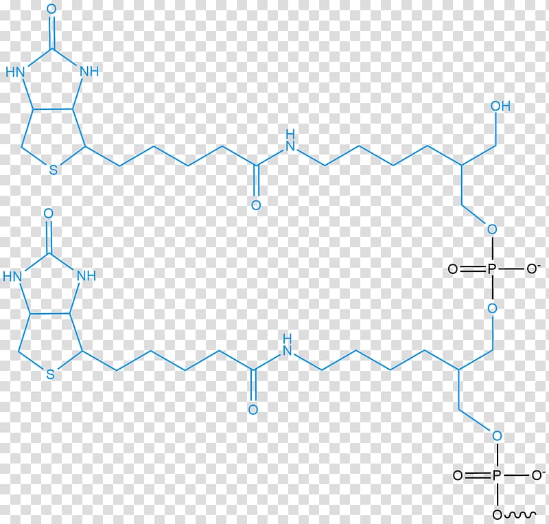 Oligonucleotide synthesis Pricing Bio Basic Inc., others transparent background PNG clipart