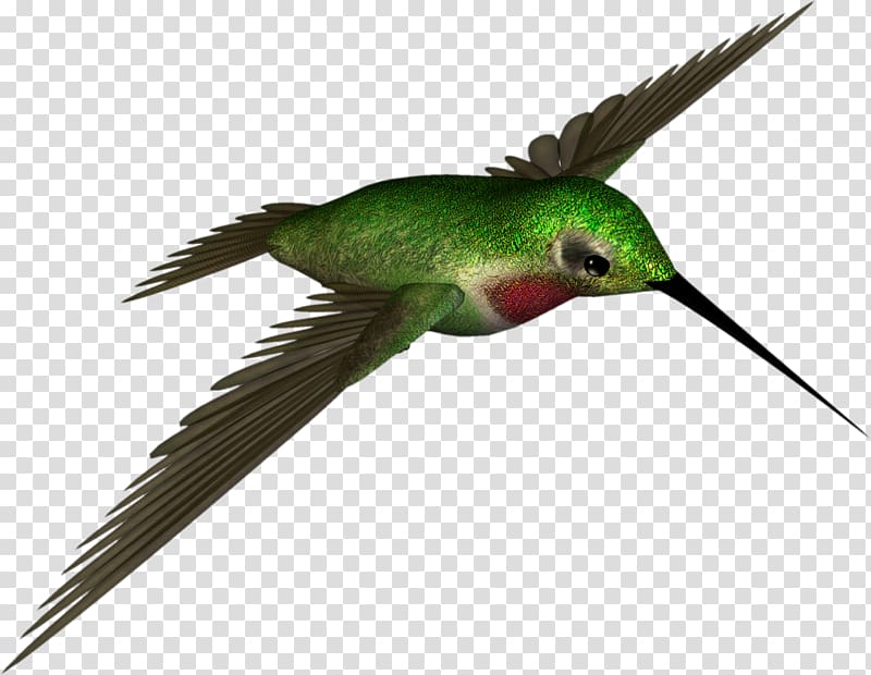 Hummingbird , High Resolution transparent background PNG clipart
