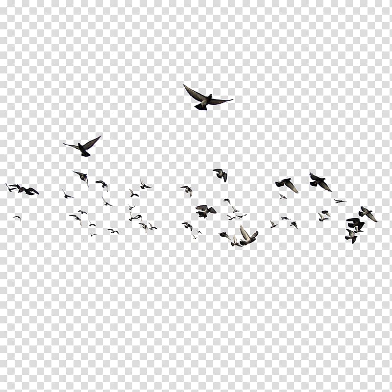 dove animal,flocks of birds transparent background PNG clipart