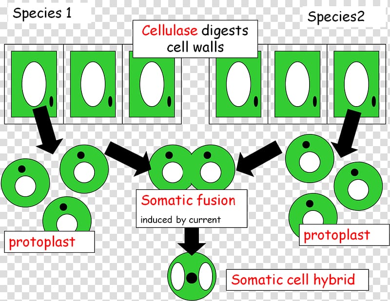 Somatic fusion Genetic engineering Genetics Somatic cell Mrs Matheson, genetic material transparent background PNG clipart